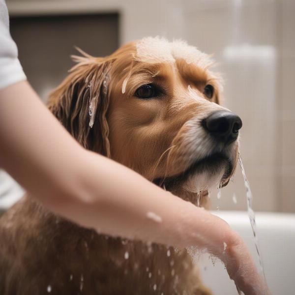 Dog Being Bathed with Isle of Dog Shampoo