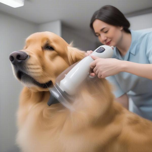 Dog Being Blow Dried with a Pet Dryer