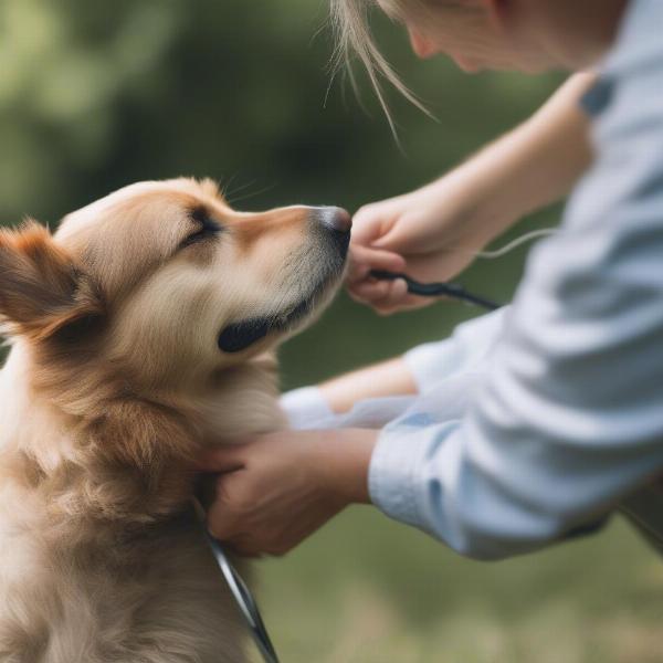 Dog Being Checked for Ticks