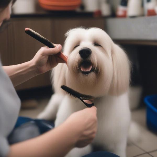 Dog being groomed with a brush