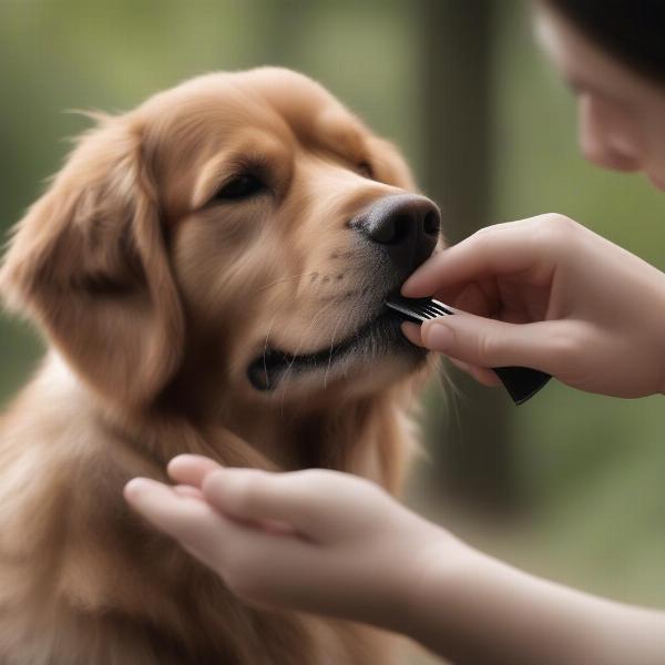 Grooming a Dog for Ticks