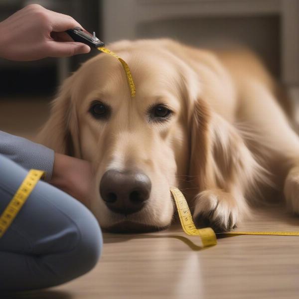 Measuring a dog for a fat face dog bed