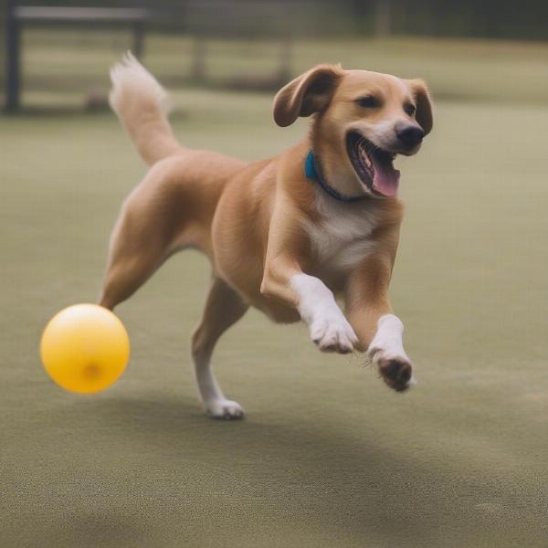 Happy Dog Playing at an Alexandria, MN Dog Boarding Facility