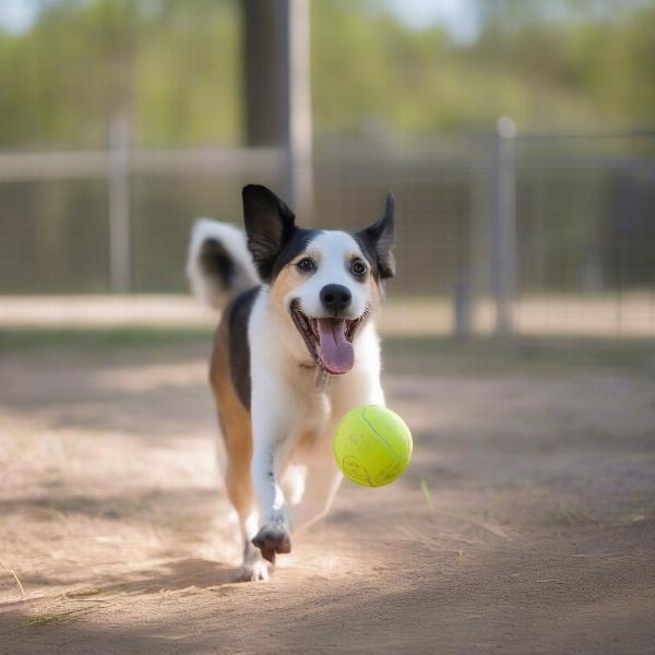 Happy Dog Playing at Bastrop Dog Boarding