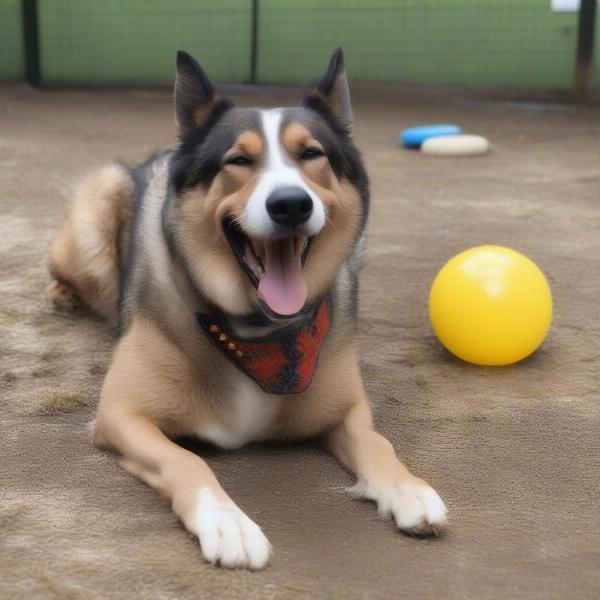 Happy Dog Playing at Douglasville GA Dog Boarding