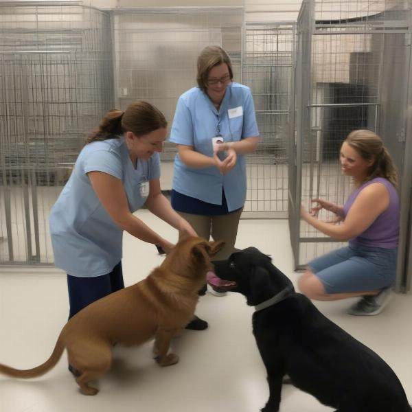 Staff Interacting with Dogs at a Lexington SC Boarding Facility