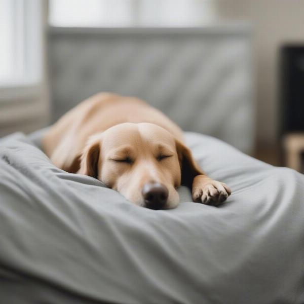 Dog Sleeping Comfortably at Livonia Boarding