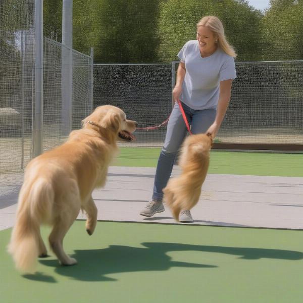 A happy dog playing at a dog boarding facility in Salinas, CA