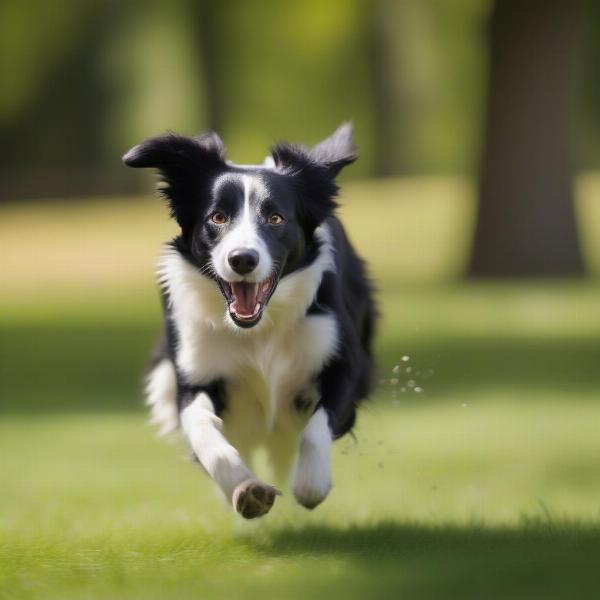 Dog caught mid-zoomie in a park