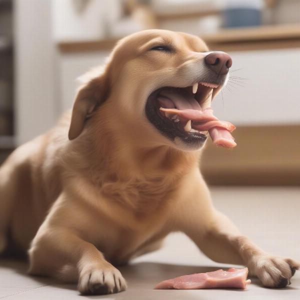 Dog Chewing a Pork Chomp for Dental Health