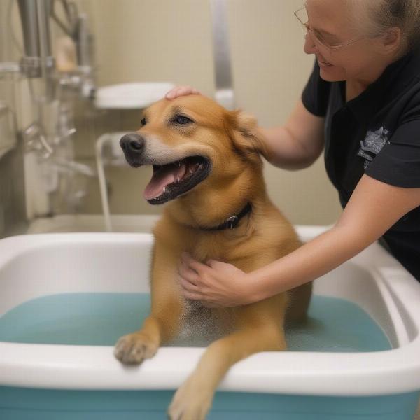 Dog enjoying a bath at day care