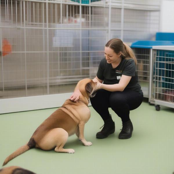 Staff member interacting with dog at Airdrie daycare