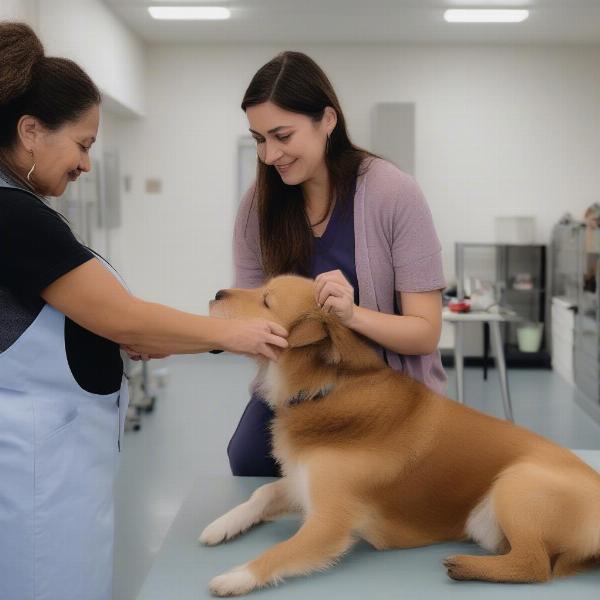 Dog daycare Corona health check