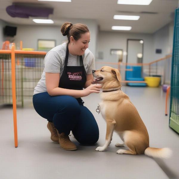 Dog Daycare Kalamazoo Staff Interaction