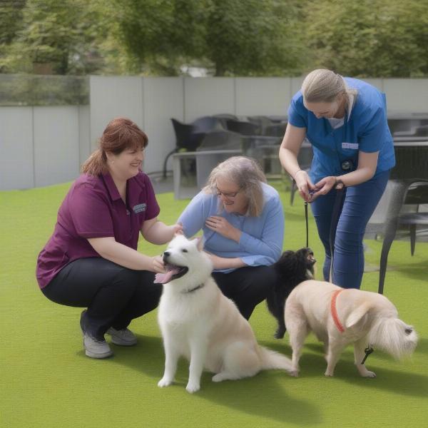 Dog daycare staff interacting with dogs in Kent, WA