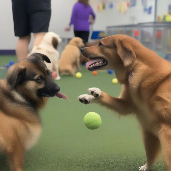 Dogs Enjoying Playtime at Daycare