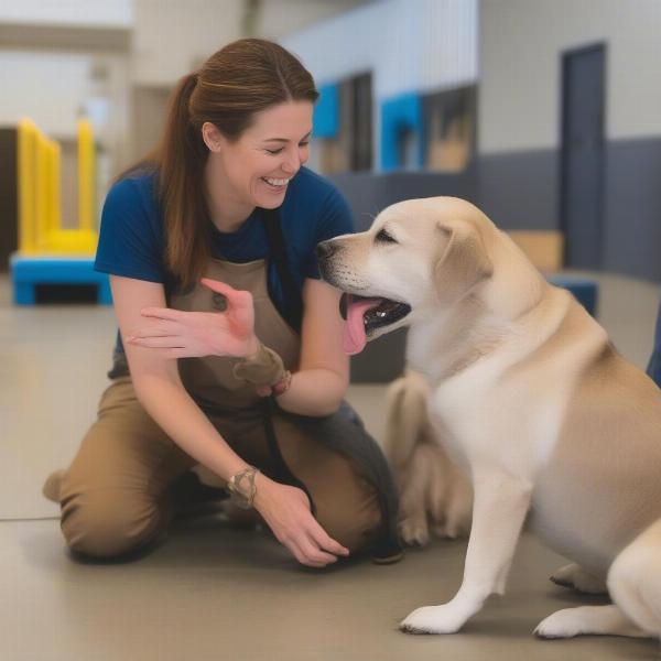 Staff interacting with dogs at a dog daycare in Traverse City