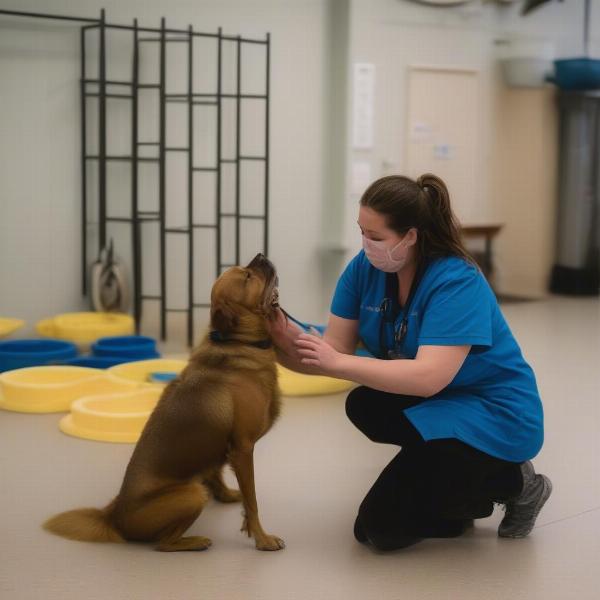 Dog Daycare Vernon BC Special Needs Dogs