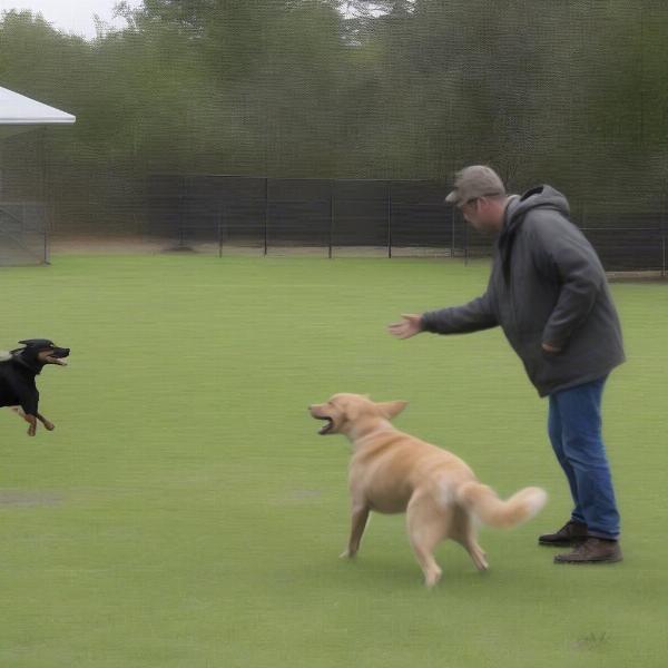 Dog Decoy for Reactivity Training