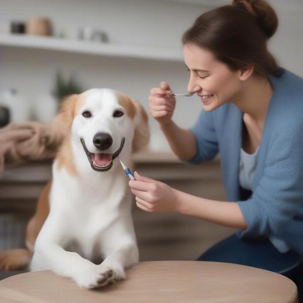 Applying Dental Powder to a Dog's Teeth