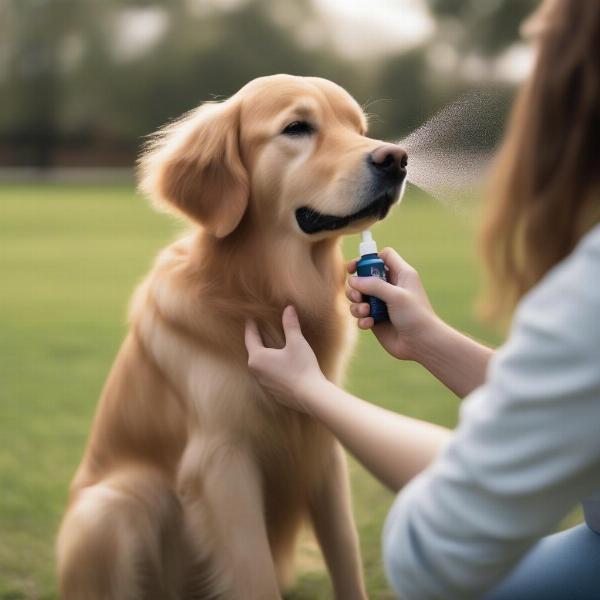 Applying Dog Deodorant Spray