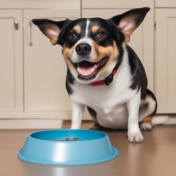 A happy dog drinking from a zero splash bowl.