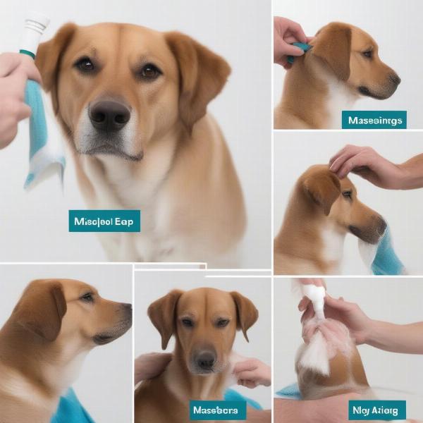 Dog Ear Cleaning Process