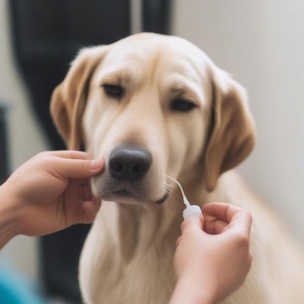 Applying Dog Ear Drops