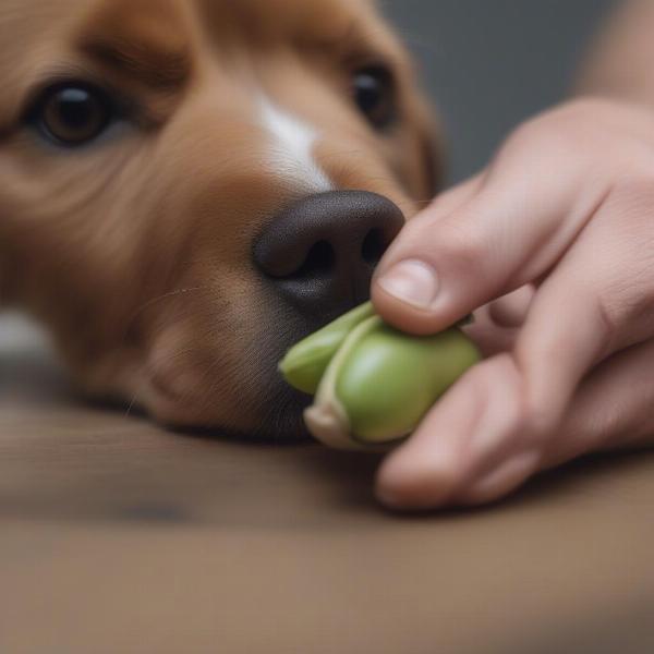 Dog Eating Broad Beans