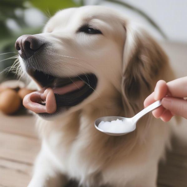 Dog eating coconut oil from a spoon