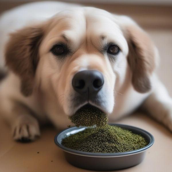 A dog eating food with ascophyllum nodosum supplement