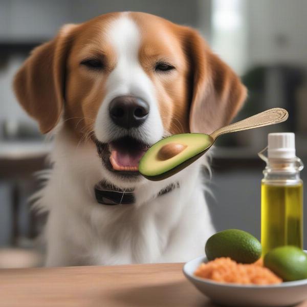 Dog Eating Food with Avocado Oil