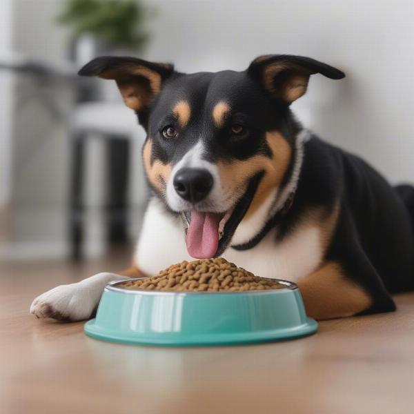 Dog Eating from a Bowl