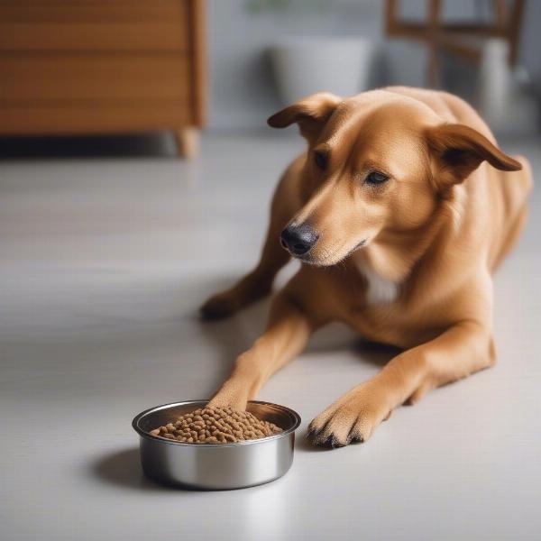 Dog Eating From Bowl