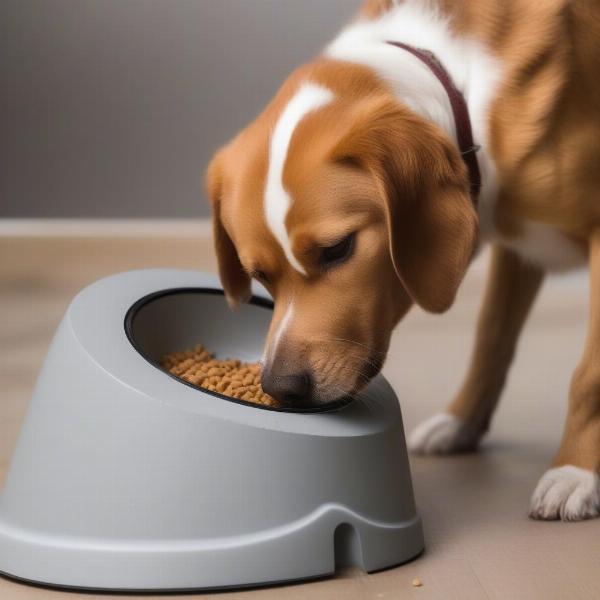 Dog Enjoying a Meal from a Slow Feeder Bowl