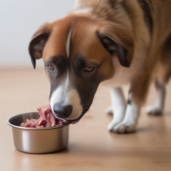 Dog Enjoying a Meal of Goat Meat