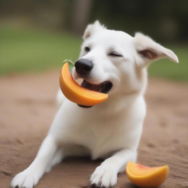 Dog Eating a Healthy Treat