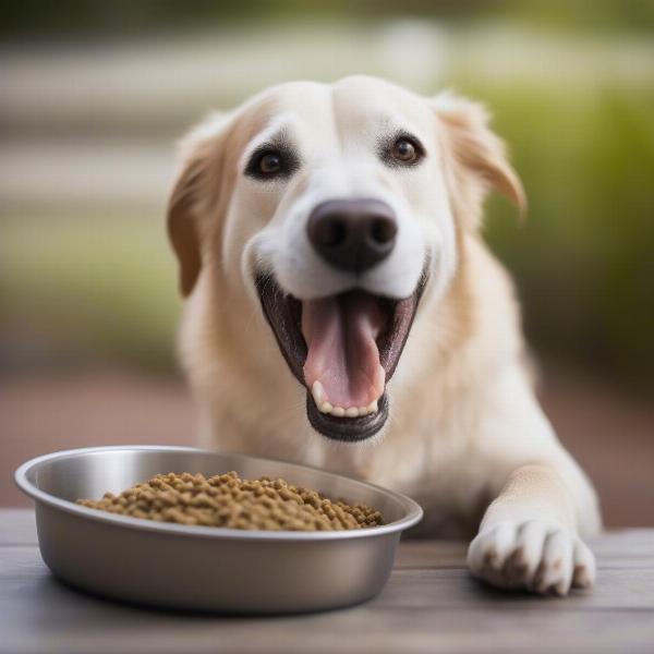 Dog Eating Homemade Food