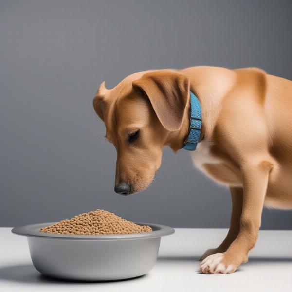 Dog eating hypoallergenic food