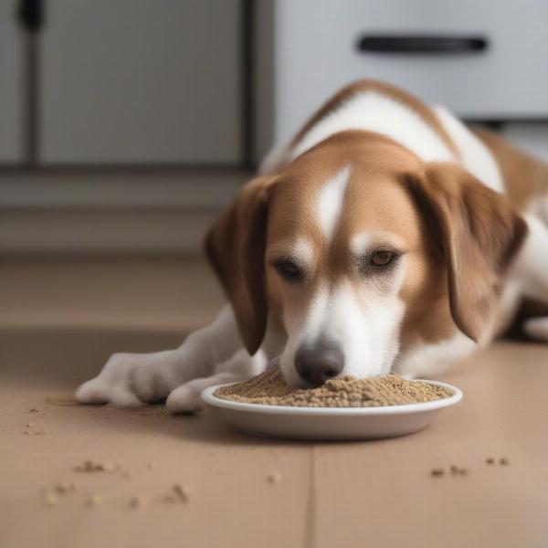 Dog eating kibble with a multivitamin supplement sprinkled on top