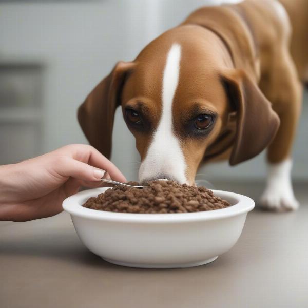 Dog eating a liver-friendly diet