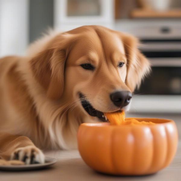 Dog enjoying pumpkin from a bowl