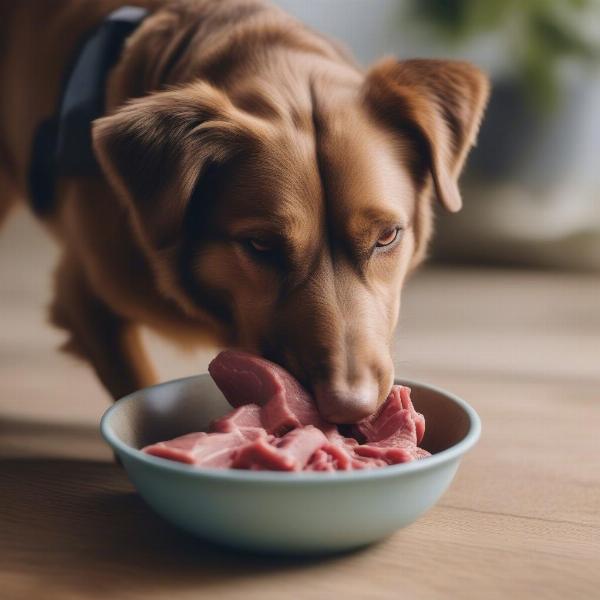 Dog Eating Raw Meat from a Bowl