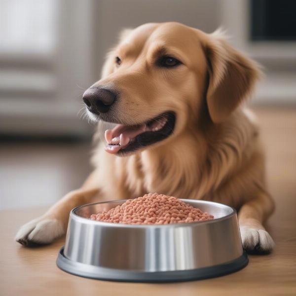 Dog Eating Salmon Grain-Free Food