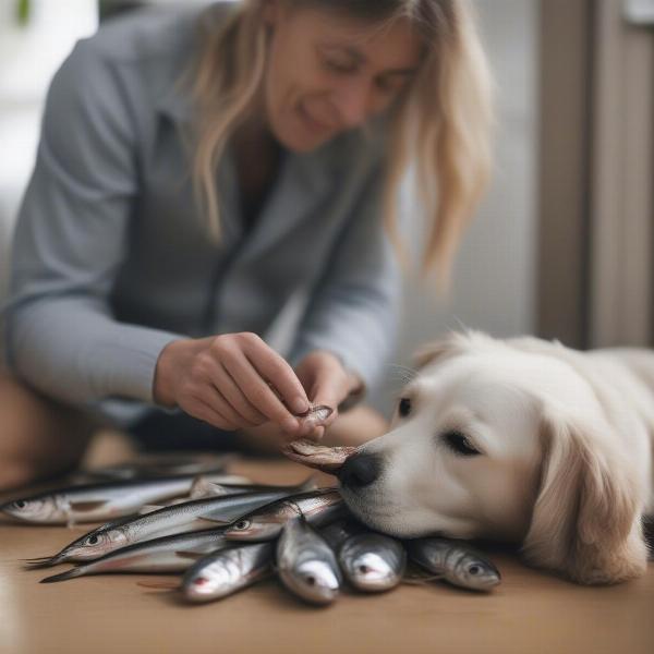 Dog eating sardines safely