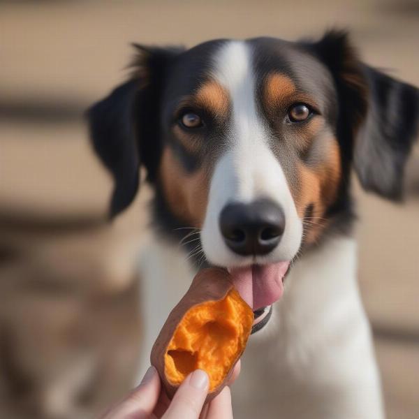 Dog Eating Sweet Potato