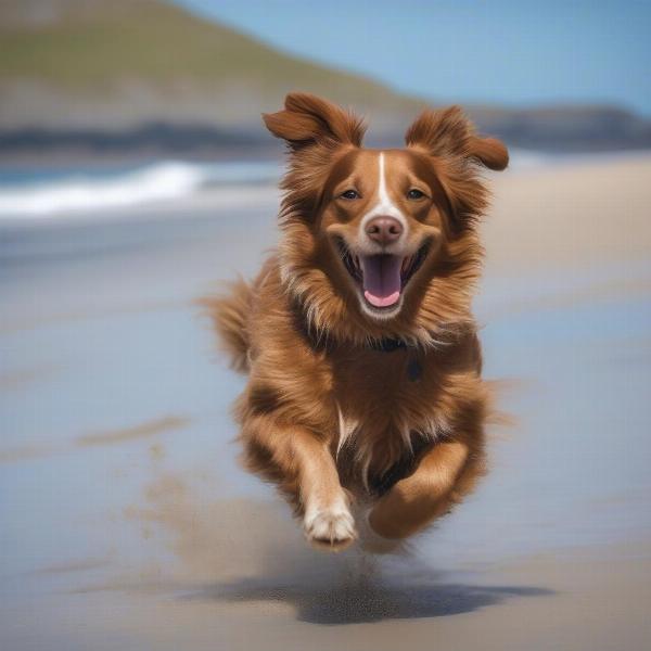 A dog enjoying a Donegal beach