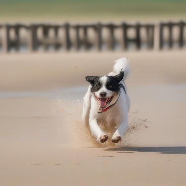 A dog enjoying the beach in Ingoldmells, running freely on the sand.