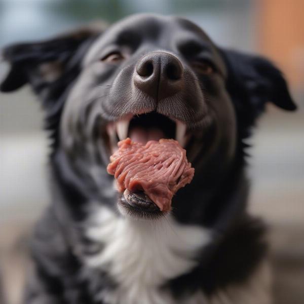 A dog happily chewing on a beef cheek