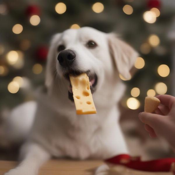 A dog happily eating a cheese treat from an advent calendar